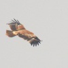 Orel kralovsky - Aquila heliaca - Imperial Eagle 3622